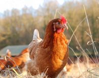 Poultry Firm Slashes Antibiotic Use Through Holistic Remedies
