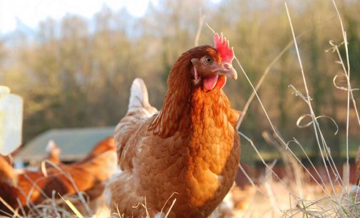 Poultry Firm Slashes Antibiotic Use Through Holistic Remedies