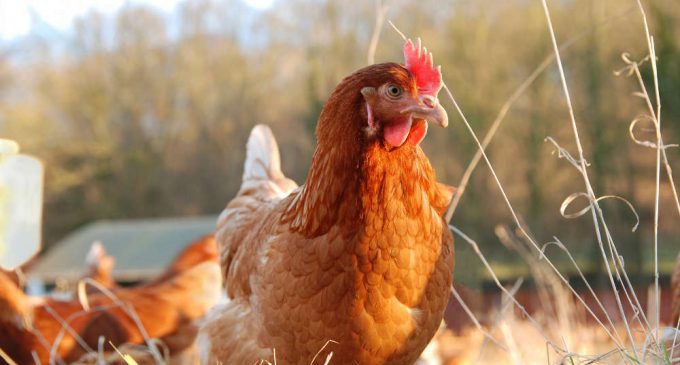 Poultry Firm Slashes Antibiotic Use Through Holistic Remedies