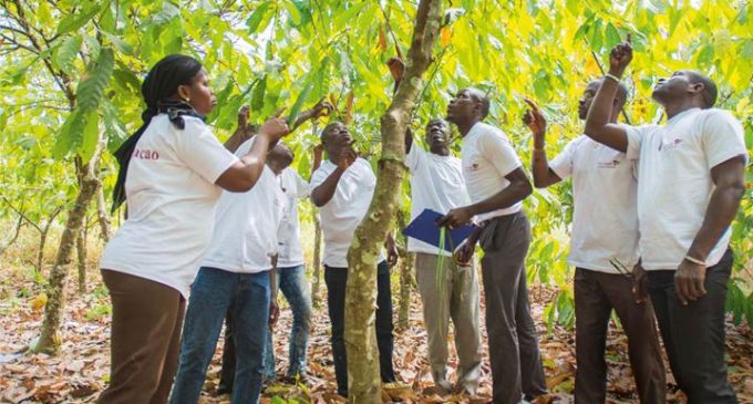 Cargill Sets Clear Course For Cocoa Sustainability