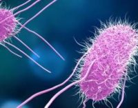 Salmonella Cases No Longer Falling in the EU