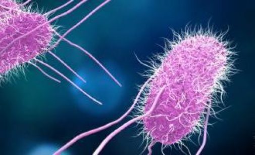 Salmonella Cases No Longer Falling in the EU