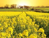 Cargill Introduces the Lowest Saturated Fat, High Oleic Commercial Canola Oil
