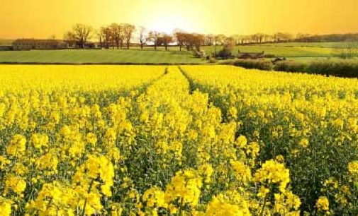Cargill Introduces the Lowest Saturated Fat, High Oleic Commercial Canola Oil