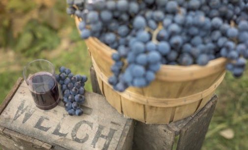 2018 Could be the Year of the Concord Grape