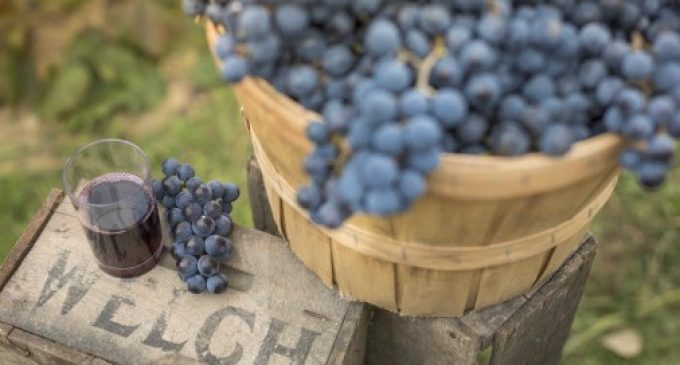 2018 Could be the Year of the Concord Grape