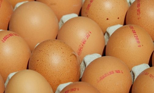 What Eggs Can Teach Us About Traceability