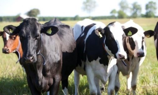 Lantmännen Acquires Cattle Feed Business From Raisio