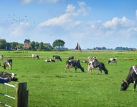 FrieslandCampina Plans to Build a Sustainable Dairy Processing Plant