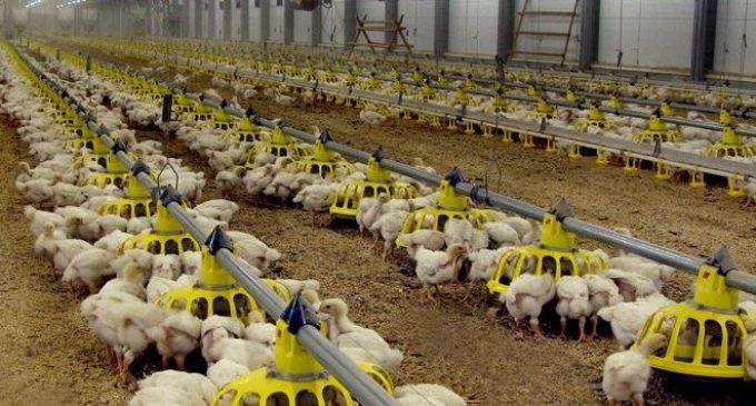 Cherkizovo Group to Strengthen its Position in Russian Poultry