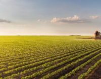 Pesticides in Food – Latest Figures Remain Steady