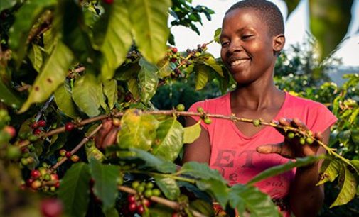 Nespresso Revives Zimbabwe’s Coffee Production