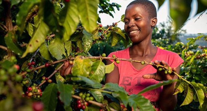 Nespresso Revives Zimbabwe’s Coffee Production