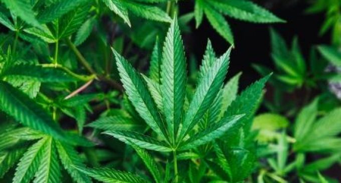 Patent War Looms as Cannabis Legalisation Spreads