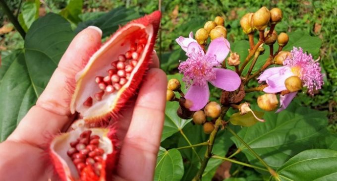 Annatto Colour Certified Organic For IFF’s Frutarom Division