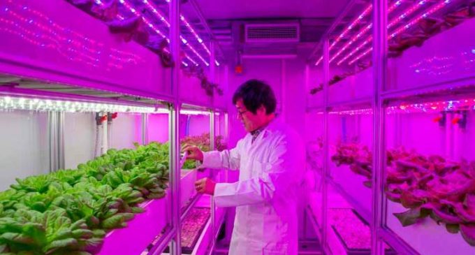 Vertical ‘Container Farms’ Can Produce Bigger and Better Natural Crops