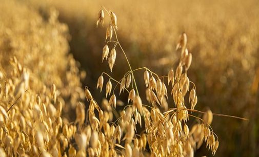 Raisio’s Oat Production is Ready to Respond to Growth in International Demand
