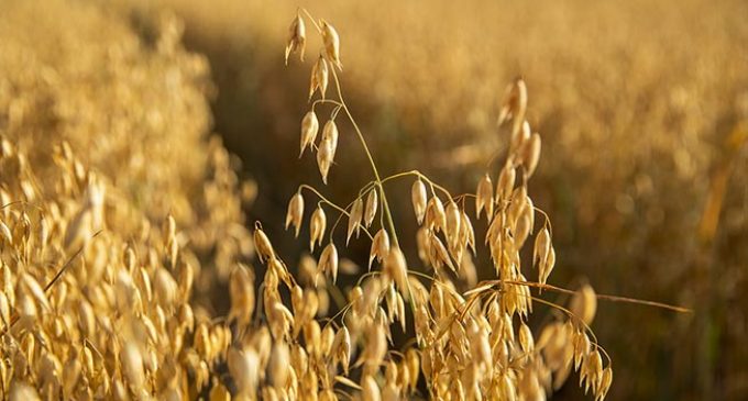 Raisio’s Oat Production is Ready to Respond to Growth in International Demand