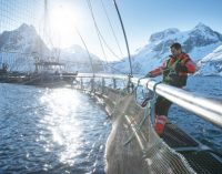 Weak Norwegian Kroner Leads to Best Ever First Half Year For Norway’s Seafood Exports