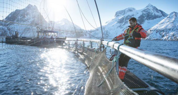 Norwegian Salmon Ranked Most Sustainable Among World’s Largest Protein Producers