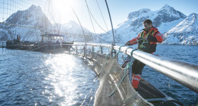 Weak Norwegian Kroner Leads to Best Ever First Half Year For Norway’s Seafood Exports