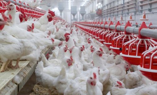Atria Planning €130 Million Investment Project to Increase Poultry Production in Finland