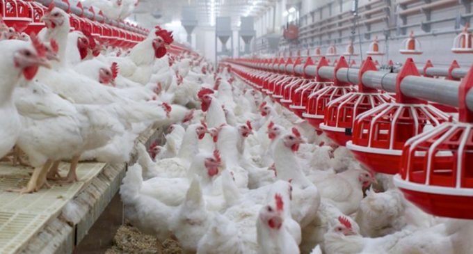 Atria Planning €130 Million Investment Project to Increase Poultry Production in Finland