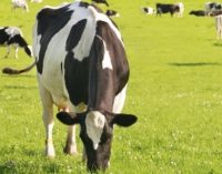 First Milk Launches New Commitment to Sustainable Dairy