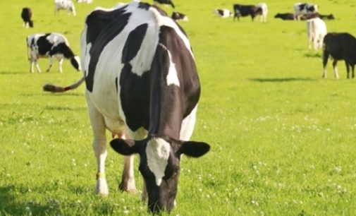 First Milk Launches New Commitment to Sustainable Dairy