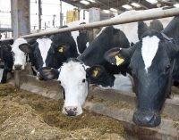 Farmers across Scotland told to cut milk production due to an oversupply