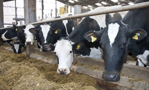 Farmers across Scotland told to cut milk production due to an oversupply