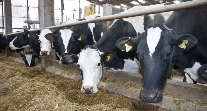 Farmers across Scotland told to cut milk production due to an oversupply