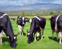 Enterprise Ireland to invest €14 million in new dairy research programme