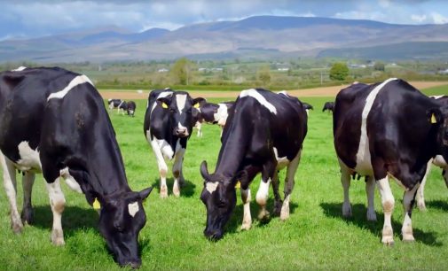 Enterprise Ireland to invest €14 million in new dairy research programme