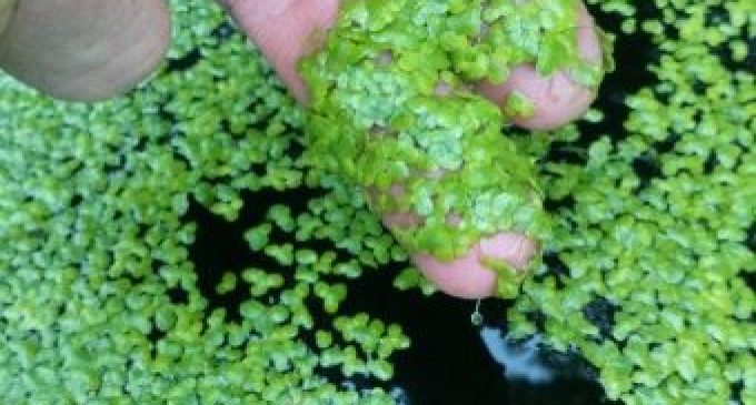 Turning Slurry into Animal Feed