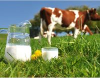 Dairy industry unites to launch £1m consumer campaign