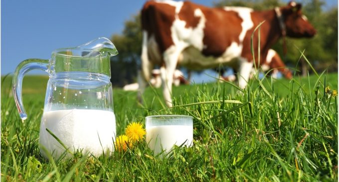 Dairy industry unites to launch £1m consumer campaign