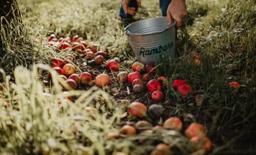 Ramborn Cider Achieves European First