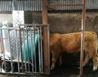 Promising results from Ireland’s first large scale measurement of methane emissions in beef cattle