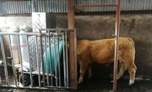 Promising results from Ireland’s first large scale measurement of methane emissions in beef cattle