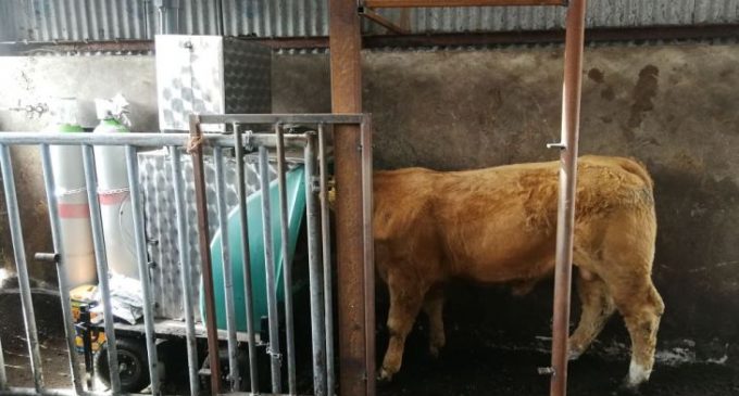 Promising results from Ireland’s first large scale measurement of methane emissions in beef cattle