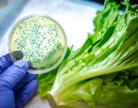 Food safety network to tackle £9 billion UK food poisoning challenge