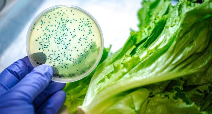 Food safety network to tackle £9 billion UK food poisoning challenge