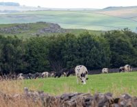 UK dairy farmers warn labour shortages are threatening food production and fuelling inflationary pressures