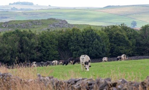 UK dairy farmers warn labour shortages are threatening food production and fuelling inflationary pressures