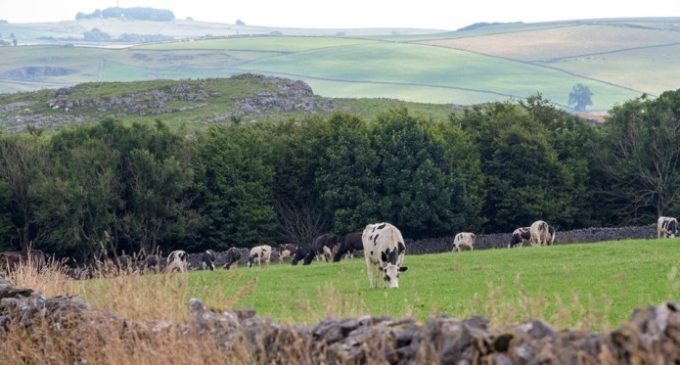 UK dairy farmers warn labour shortages are threatening food production and fuelling inflationary pressures