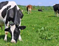 Irish dairy industry worth €17.6 billion to the economy