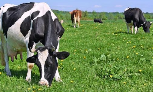 Irish dairy industry worth €17.6 billion to the economy