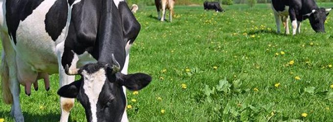 Irish dairy industry worth €17.6 billion to the economy
