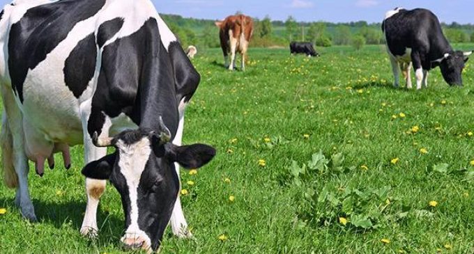 Irish dairy industry worth €17.6 billion to the economy